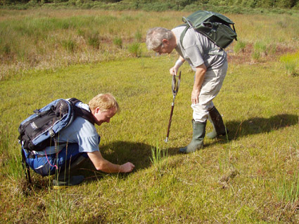 Litorella baastlund