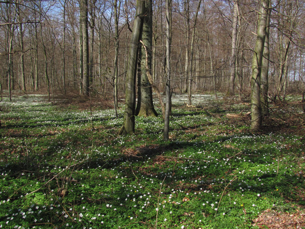 Spring in Denmark