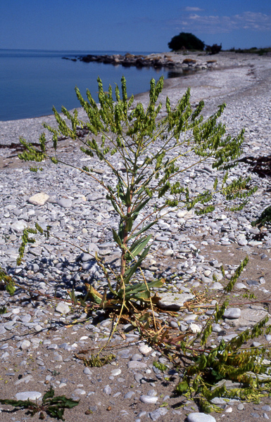 Isatis tinctoria