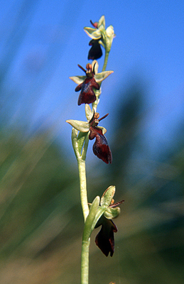 Flueblomst