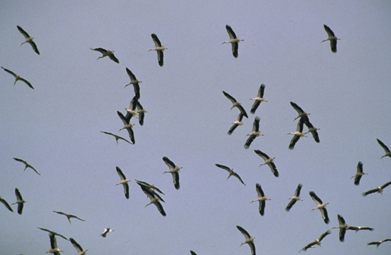 Hvid stork