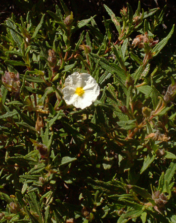 CistusMons