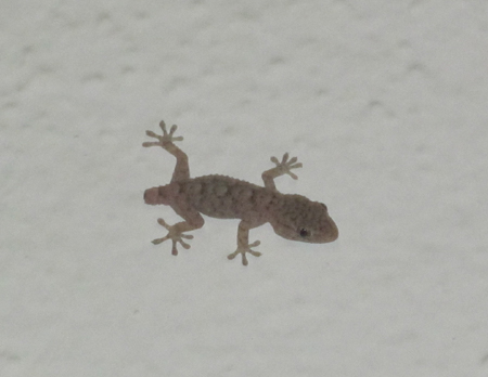 Gekko
