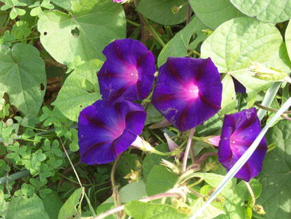 Ipomoea