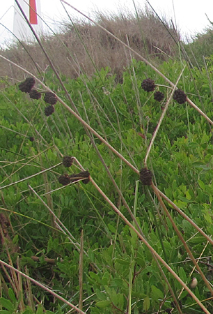 Scirpus
