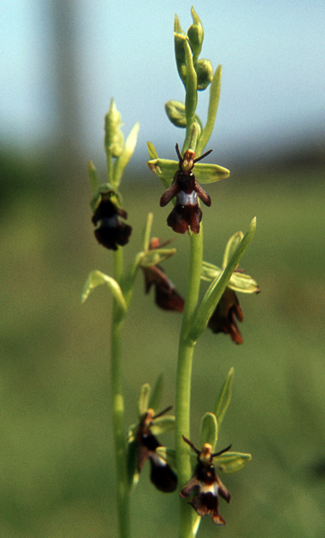 Flueblomst