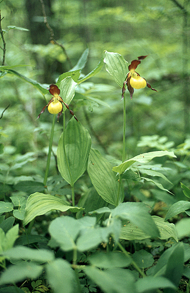 Fruesko