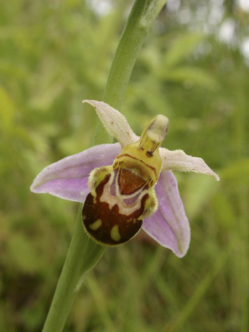 Ophrys apifera