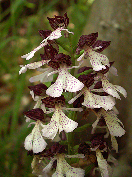 orchis purpurea