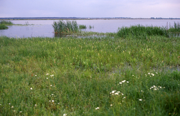 Siemienowka