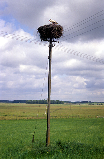 Stork