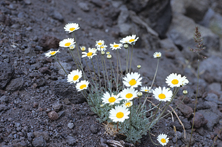 Anthemis