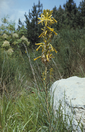 Asphodeline
