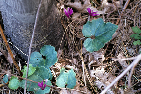 Cyclamen
