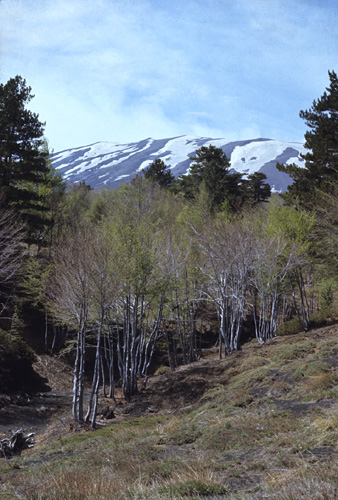 EtnaFagus