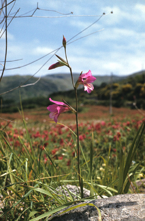 Gladiolus