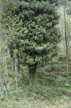 Hedera