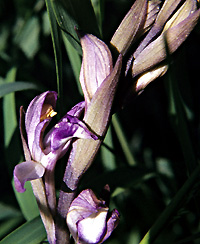Limodorum