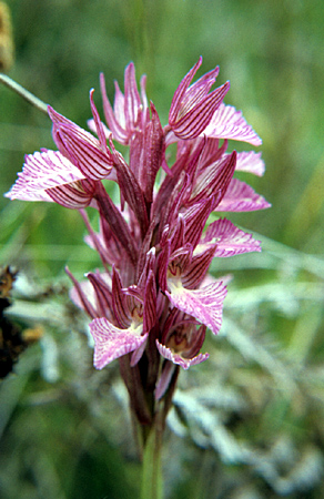 OrchPapilio