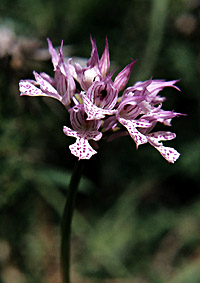 O_tridentata