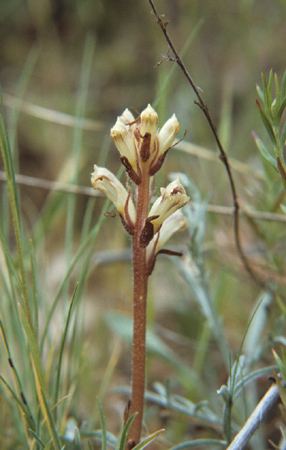 OrobLoricata