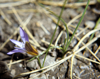 Romulea