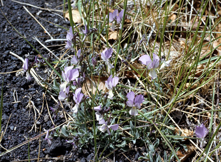 ViolaCalcerata