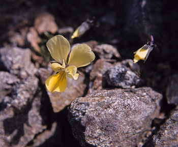 ViolaGracilis