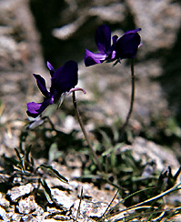 ViolaPalmata