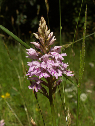 Skov-Ggeurt