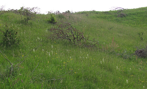 Skov-Ggelilje p Skamlingsbanken