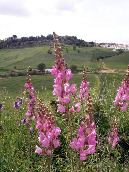 Antirrhinum