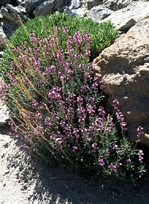 Erysium og Nepeta