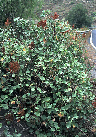 Rumex
lunaria