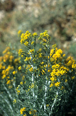 Schizogyna sericea
