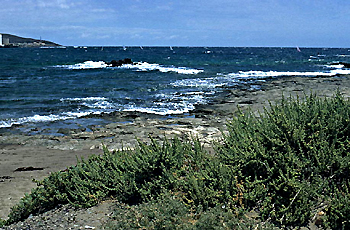 Traganum moquinii