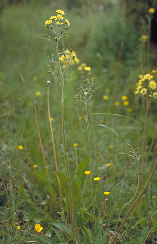 Crepis praemorsa