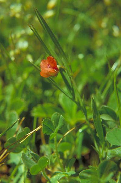 Lathyrus