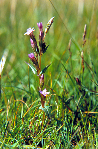 Gentianella uliginosa