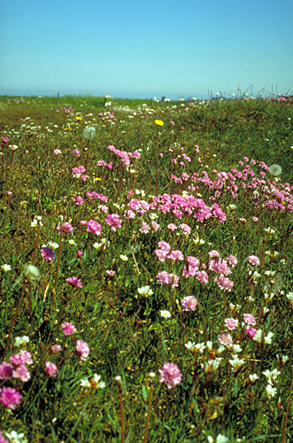 Armeria maritima