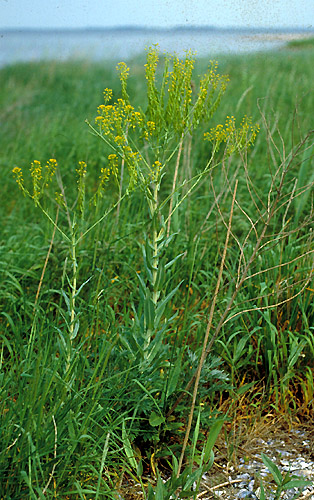 Isatis tinctoria