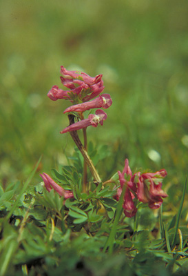 Corydalis pumila