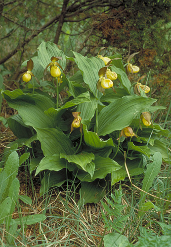 Cypripedium caclceolus