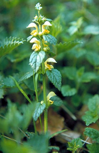 Lamium galeobdolon