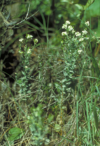 Draba incana