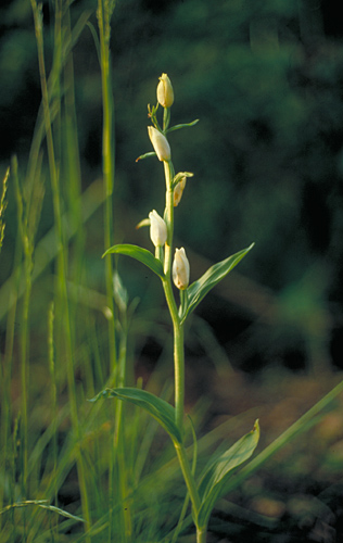 Cephalanthera damasonium