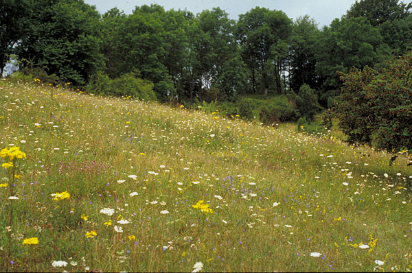 Alpine meadow