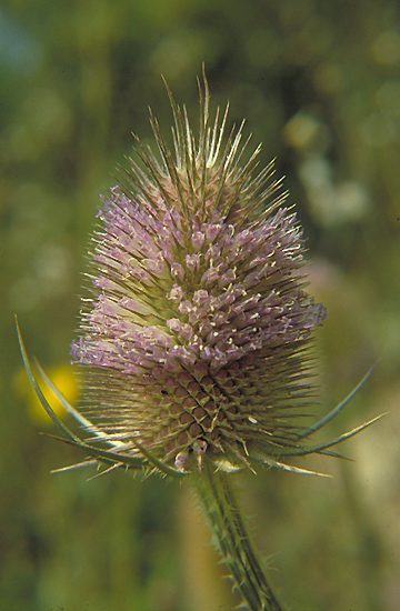 Dipsacus fullonum