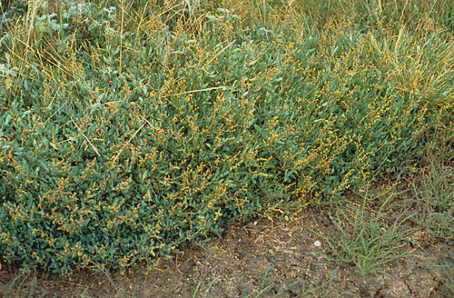 Halimione portulacoides