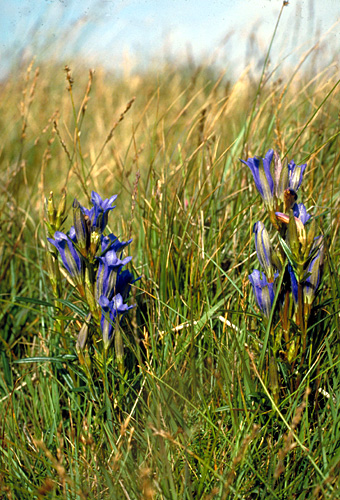 Gentiana pneumonanthe